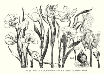 Tulpaner; samma röda blomma; gul; djupröd; vit (gravyr) av English School