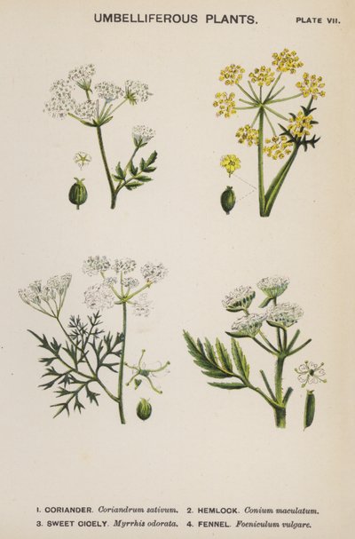 Umbelliferous växter (färg litho) av English School
