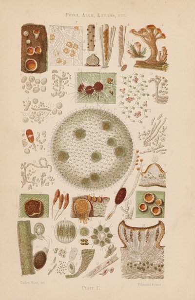 Under mikroskopet: Svampar, alger, lavar m.m. (färglitografi) av English School