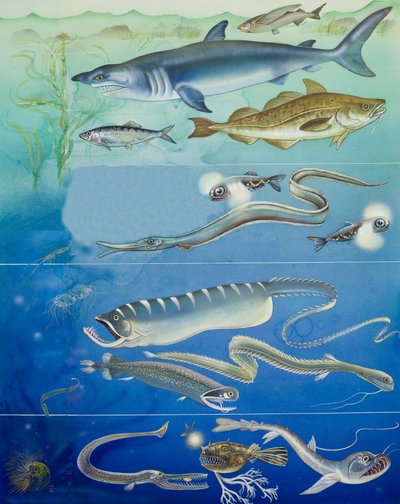 Montage av undervattensvarelser (gouache på papper) av English School