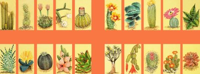 Montage le iloa o cactiswed av English School
