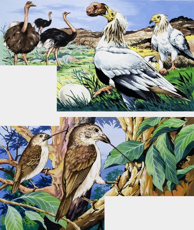 Unusual eating habits of birds av English School