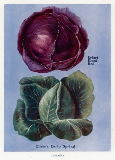 Grönsaksodlarguide: Kål (färg litho) av English School