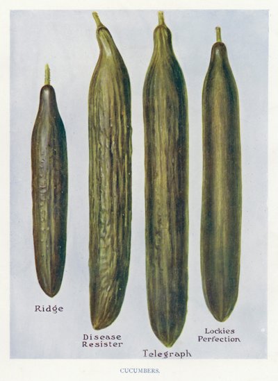 Grönsaksodlarguide: Gurkor (färg litho) av English School