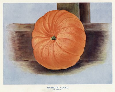 Grönsaksodlarens guide: Mammoth kalebass, eller pumpa (färg litho) av English School