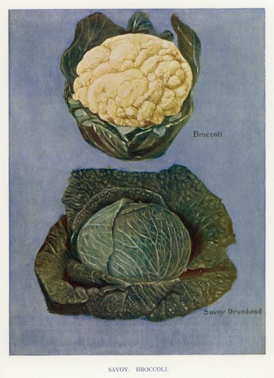 Grönsaksodlarguide: Savoy, Broccoli (färg litho) av English School