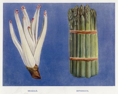Grönsaksodlarguide: Seakale, Sparris (färg litho) av English School