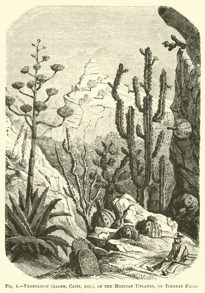 Vegetation (aloer, kaktusar, etc), i de mexikanska högländerna, eller Tierras Frias av English School