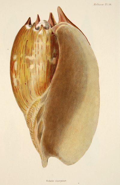 Veluta Georgina, från The Mollusca and Radiata, pub. 1833 (handfärgad gravyr) av English School