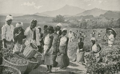 Utsikt över en teträdgård i Ceylon av English School