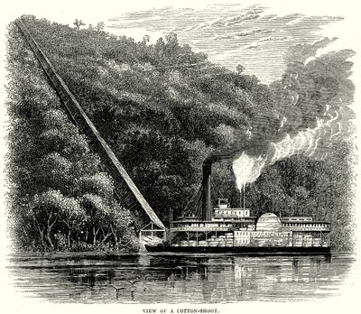 Vy över ett bomullsskott (gravyr) av English School