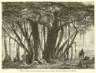 Vy över Banyan-trädet (Ficus Indica), som visar adventitious rötter av English School