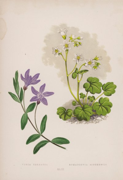 Vinca Herbacea; Romanzovia Sitchensis (färg litho) av English School