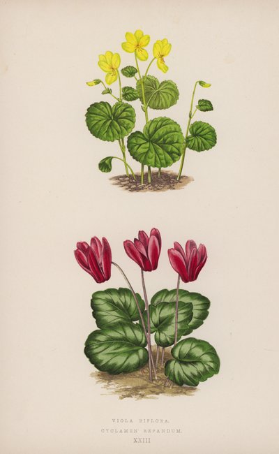 Viola Biflora; Cyclamen Repandum (färg litho) av English School