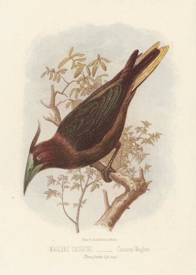Waglers Cassius, Cassius Wagleri (färg litho) av English School