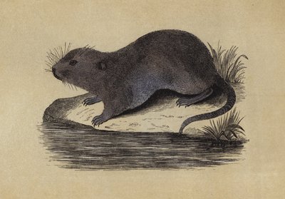 Vattenråtta (färg litho) av English School