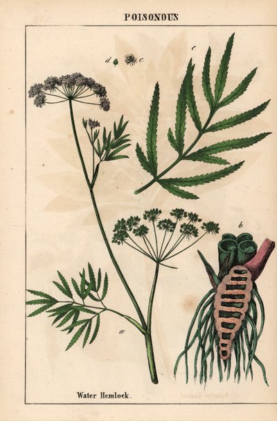 Vattenhöna som visar löv, rotstruktur och blommor. Cicuta virosa   , från "The Instructive Picturebook, or Lessons from the Vegetable World," [Charlotte Mary Yonge], Edinburgh av English School