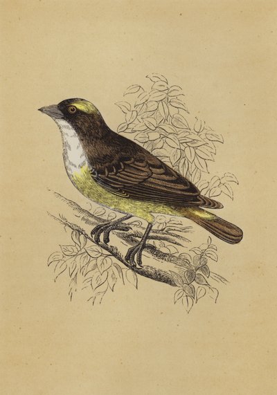 Weaver Bird (färg litho) av English School