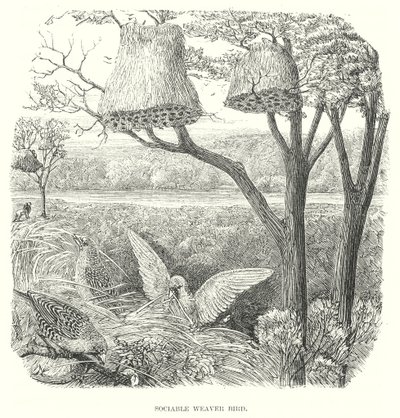 Vävare Fåglar (gravyr) av English School