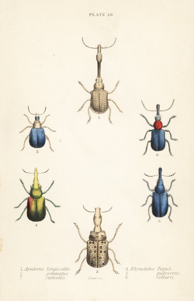 Vivlar: Attelabus longicollis 1, Attelabus gematus 2, Attelabus ruficollis 3, Byctiscus populi 4, Rhycnhites pubescens 5 och Rhynchites collaris 6 av English School