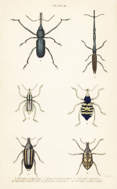 Vivlar: Brentus ancharago 1, Rhina barbirostris 2, Curculio cuviera 3, Eupholus geoffroyi 4, Larinus björn 5 och Curculio sphacelatus 6 av English School