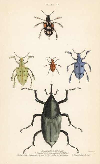 Vivlar och skalbaggar: Curculio latreillii 1, Curculio sexdecempunctatus 2, Trichaptus mutillarius 3, Pissodes castaneus 4 och Calandra heros 5 av English School