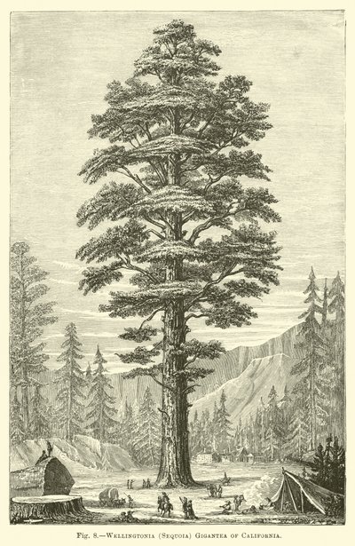 Wellingtonia (Sequoia) Gigantea i Kalifornien av English School