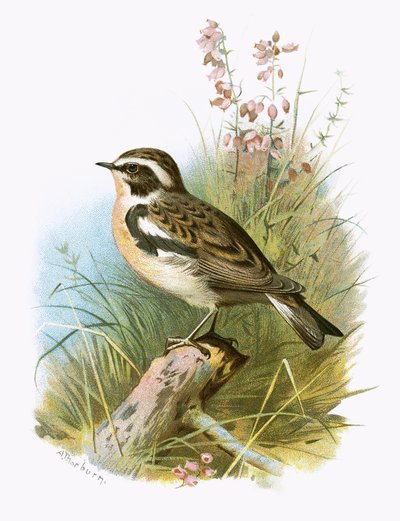 Whinchat av English School