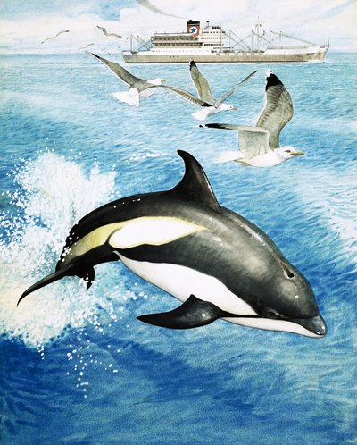 Vitsidig delfin som hoppar genom vågorna av English School