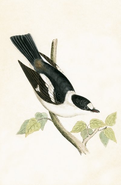 Vitkragad flugsnappare, illustration från "A History of the Birds of Europe Not Observed in the British Isles" av Charles Robert Bree (1811-86), publicerad 1867 av English School