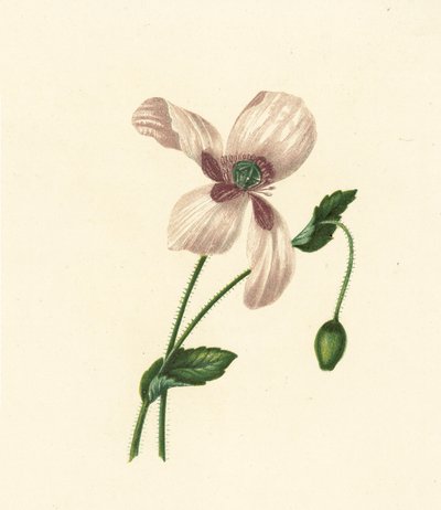 Vit vallmo, Papaver Somniferum (färglitografi) av English School