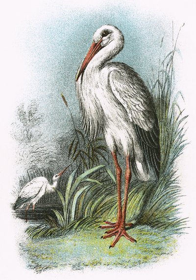Vit stork av English School