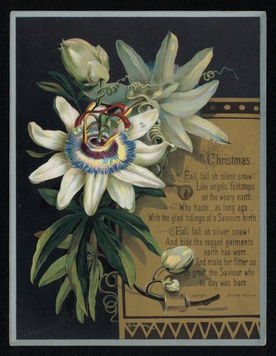Vit passionsblomma, julhälsningskort. (chromolitho) av English School