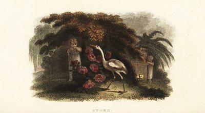 Vit stork, Ciconia ciconia, leker kurragömma med barn i en trädgård av English School