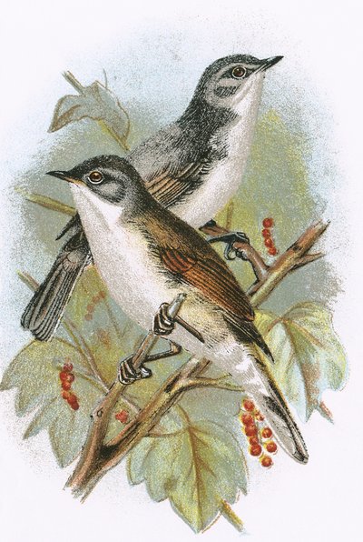 Whitethroat (nederst) och Lesser Whitethroat (överst) av English School