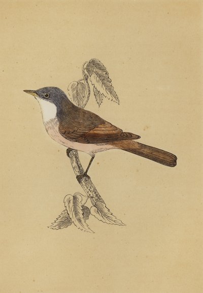 Whitethroat (färg litho) av English School