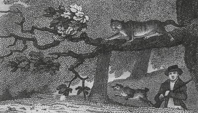 Vildkatt (gravyr) av English School