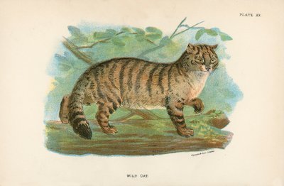 Vildkatt av English School