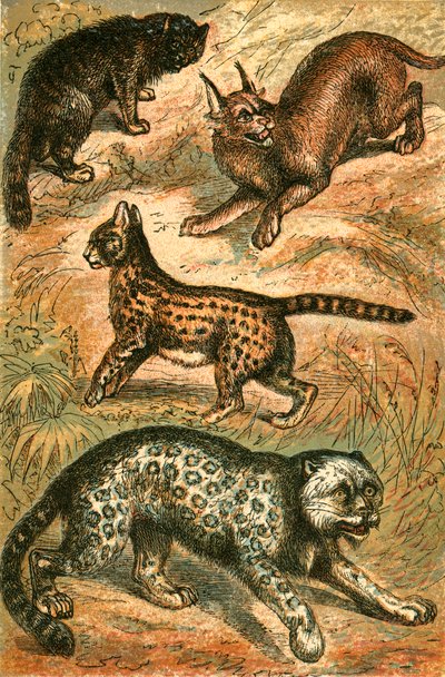Vildkatt, Serval, Uns och Caracal av English School