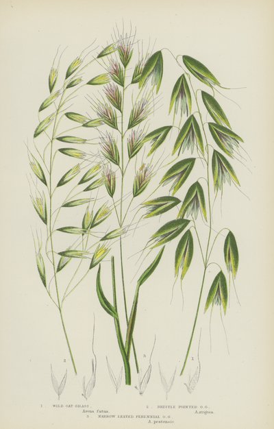 Vildhavregräs, Borstspetsad havregräs, Smalbladigt perennt havregräs (färg litho) av English School