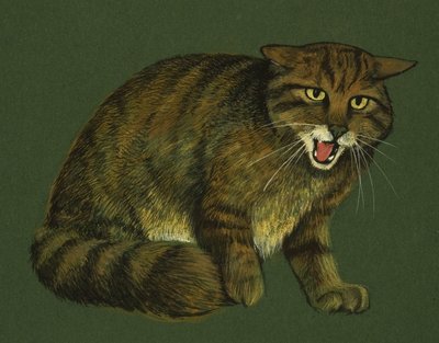 Vildkatt av English School