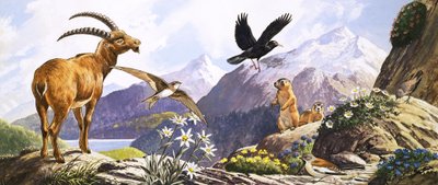 Djurliv i Centraleuropa, illustration från "Nature