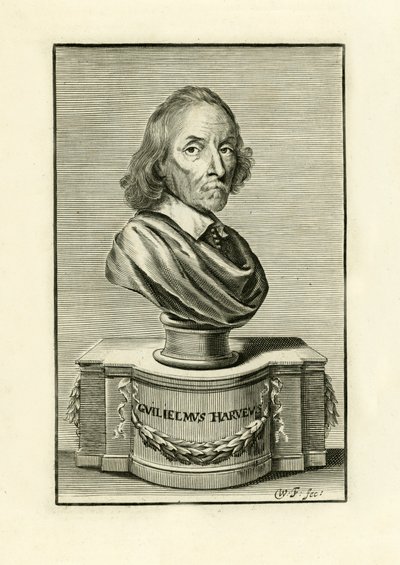 William Harvey av English School