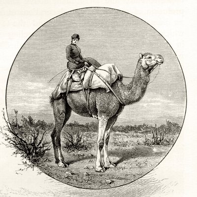 Woman on a Camel in Australia, c.1880, från 