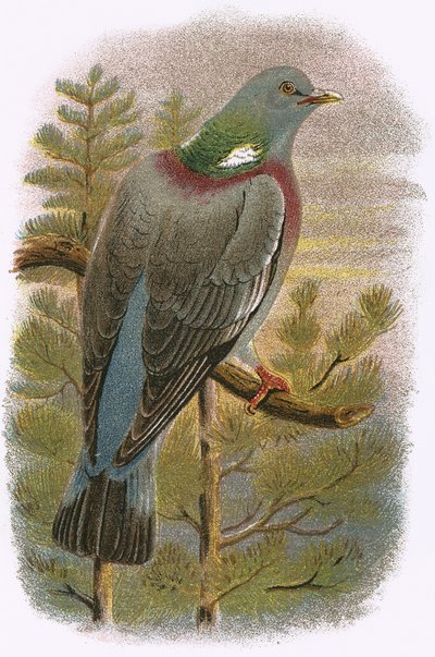 Wood Pigeon av English School