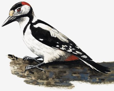 Hackspett (hårig hackspett) av English School