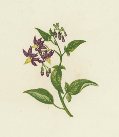 Woody Nightshade, eller Bitter Sweet, Solanum Dulcamara (färg litho) av English School