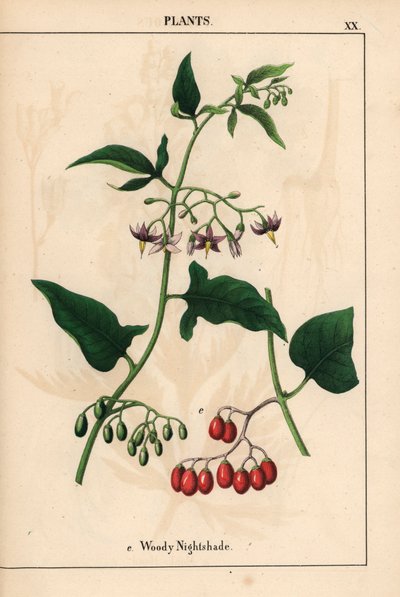 Träig nattskugga med lila blommor och röda bär   , från "The Instructive Picturebook, or Lessons from the Vegetable World," [Charlotte Mary Yonge], Edinburgh av English School