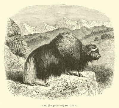 Yak (Bos grunniens) i Tibet av English School