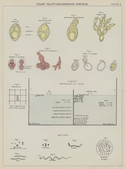 Jästsvamp, Saccharomyces Cerevisiae (färglitografi) av English School